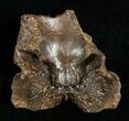 Leidyosuchus Skull Fragment - Cretaceous Crocodilian #5719-1